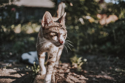 Cat looking away on a bright day