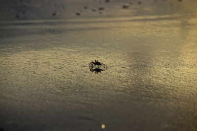 Close-up of insect on beach against sky