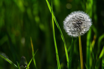 Close-up of wet dandelion on grass