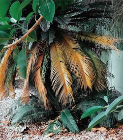 Palm tree leaves on field