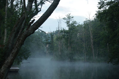 Trees by lake in forest against sky