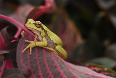 Close-up portrait of a lizard