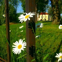 Close-up of white flowers blooming in park