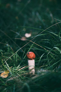 Close-up of fly agaric mushroom