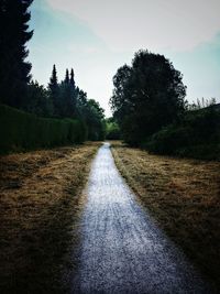 Dirt road along trees