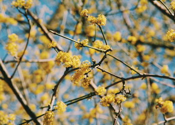Close-up low angle view of flower tree