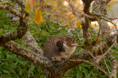 Cat sitting on tree trunk