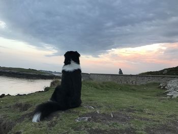 Dog sitting on beach against sky during sunset