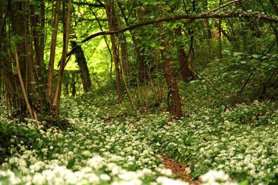 Trees in forest