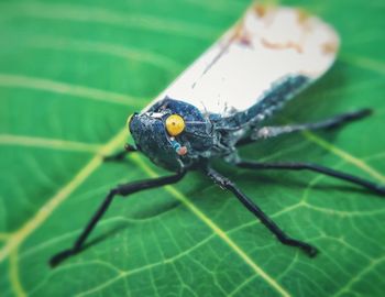 Close-up of insect on leaf