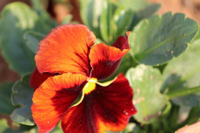 Close-up of red flower blooming outdoors