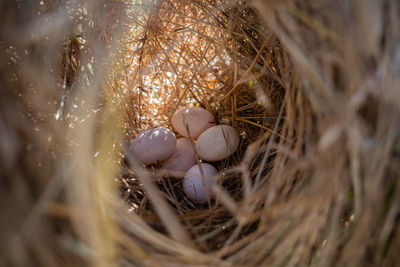 High angle view of bird in nest