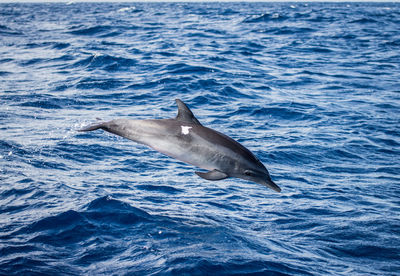 Dolphin swimming in sea