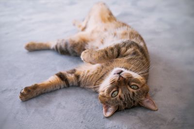 High angle view of cat sleeping