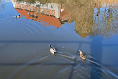 High angle view of bird in lake