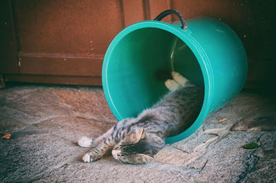 Close-up of a sleeping cat
