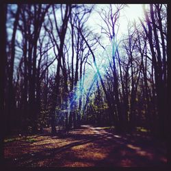 Bare trees in forest