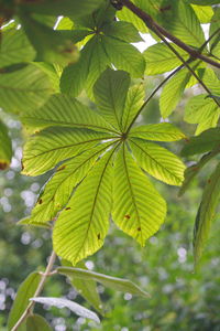 Low angle view of green leaves on tree