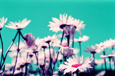 Close-up of flowers blooming outdoors