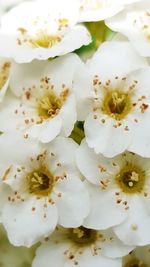 Close-up of white flowers