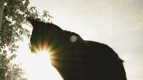 Low angle view of horse against the sky