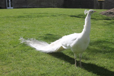 Swan on field