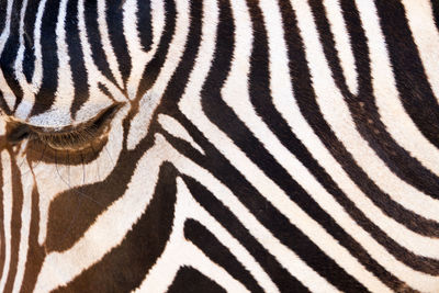 Close-up of zebra