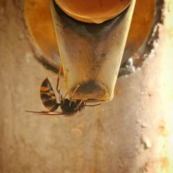 High angle view of insect on metal