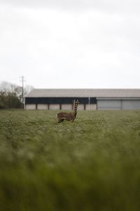 Wild deer in field