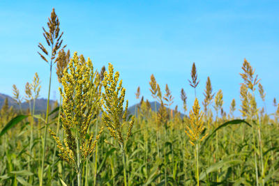 Close-up of crops growing on field against blue sky