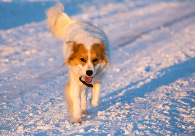 Portrait of dog running on snow field