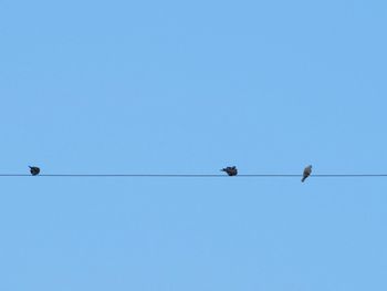 Low angle view of birds on cable