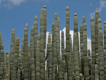 Low angle view of succulent plants against sky