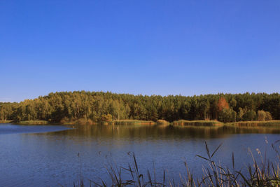 Scenic view of lake in forest against clear sky