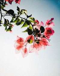 Close-up of pink rose blooming outdoors