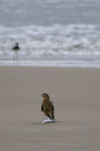 View of birds in water