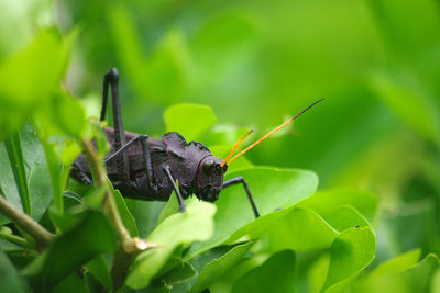 Close-up of insect on plant