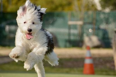 White dog running