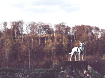 Side view of dog standing on field against sky