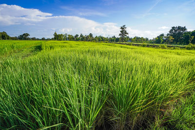 Scenic view of agricultural field against sky