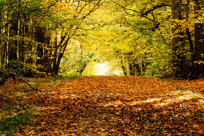 Fallen leaves on tree