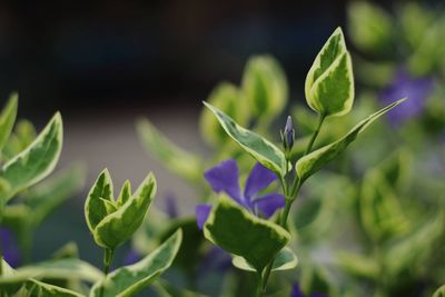 Close up of plant