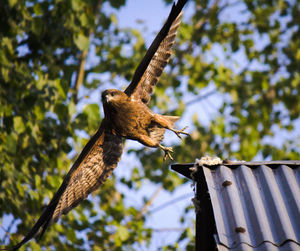 Low angle view of bird perching on tree against sky