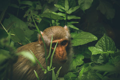 Close-up of macaque monkey among lush foliage