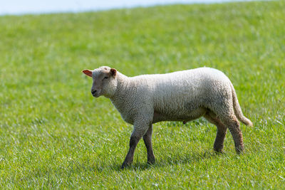 Full length of a sheep on field