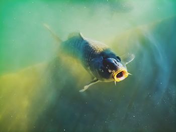 Close-up of fish swimming in sea