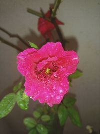 Close-up of wet pink flower blooming outdoors