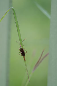 Close-up of insect on leaf