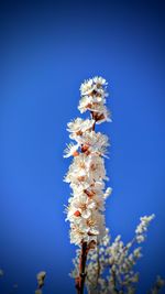 White flowers growing against clear blue sky