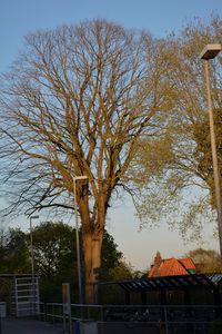 Bare trees against clear sky